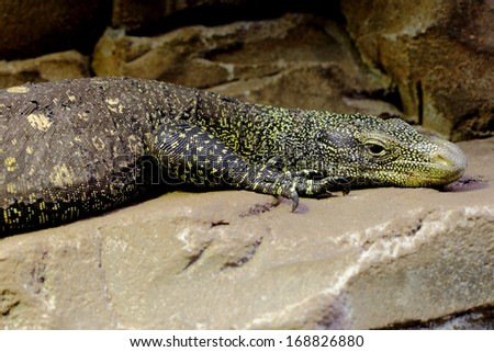 picture of a big yellow lizard resting on a rock