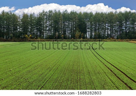 Beautiful scenery of cultivated fields with newly planted seedlings in a fresh atmosphere and forests at the end of the farm land on a sunny summer day in Tokachi Plain, in Obihiro, Hokkaido, Japan