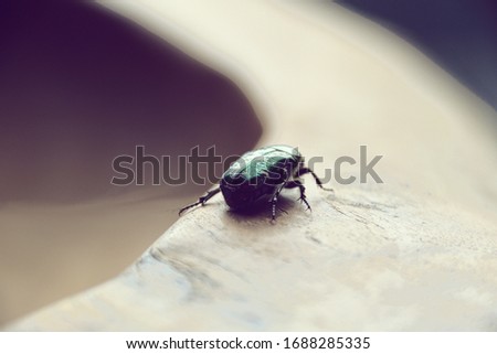 rose beetle on wooden background