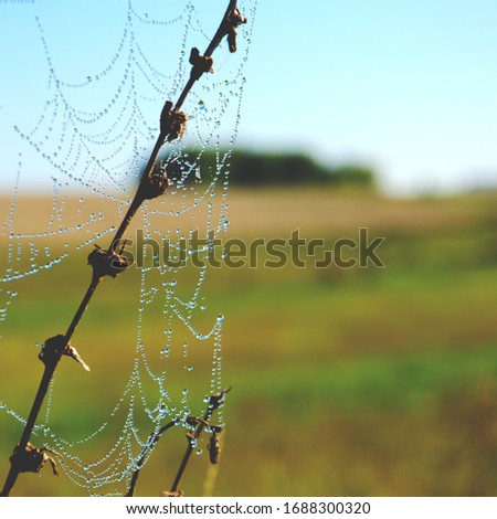 Close up of spider web with water drops in sunny summer morning.