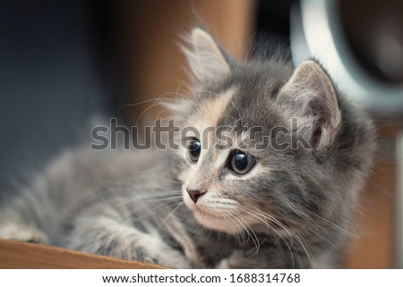 Adorable little gray female kitten lies on the table and looks away.