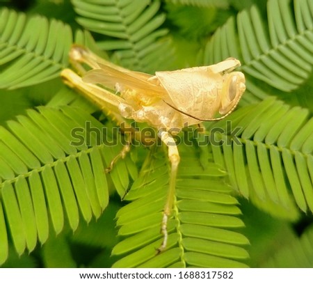 Grasshoppers die on leaves in the garden