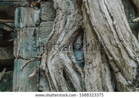Ta Prohm Temple. Temple complex Angkor wat. Cambodia. Royalty-Free Stock Photo #1688323375
