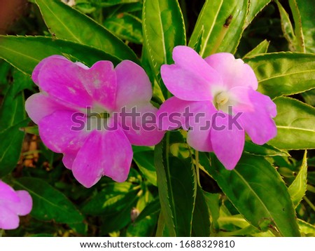 Pink oleander flowers in the park background image
