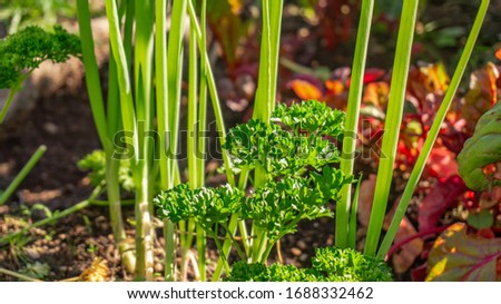 Parsley herb and spring onions growing in a companion planting permaculture garden bed in a home hobby garden, next to red Swiss chard, kale, and vegetables growing in summer, with sun rays at dusk. Royalty-Free Stock Photo #1688332462