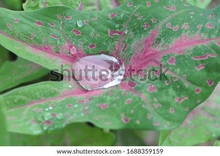 dew on taro leaves in the morning