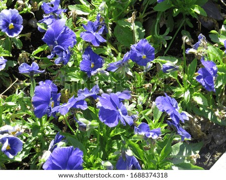 Violet tricolor (lat. Viola tricolor), or pansies