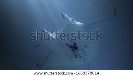 Manta Ray alone in the Pacific Ocean. Underwater marine life with manta ray in the blue water. Diving in the Ocean - ecosystem, biodiversity, environment
