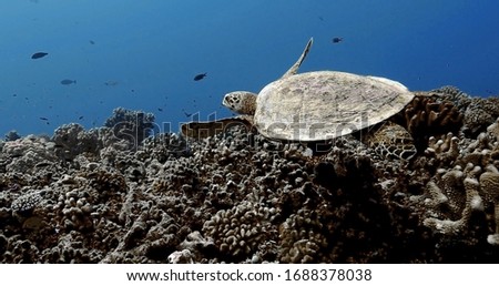 Turtle swims in the Pacific Ocean. Underwater marine life with beautiful turtle close-up in the sea. Tropical reptile near coral reef. Diving in the clear water - biodiversity, environment 