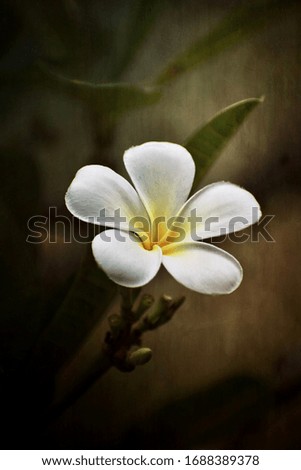 Plumeria flower fresh, frangipani tropical flower