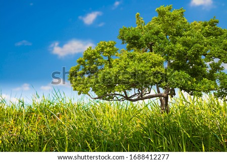 Green wild grass whit a lone tree on sky background - image with copy space.