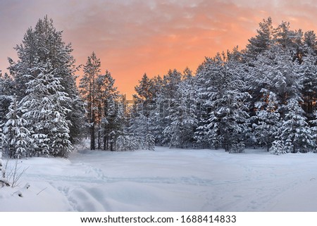 Cold trees, with branches covered with hoarfrost, under a frosty winter sky. Royalty-Free Stock Photo #1688414833