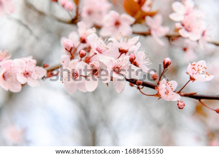 Selective focus of Beautiful cherry blossom, cherry tree, pink