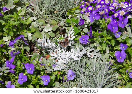 Beautiful butterfly suns it’s self on a pretty silver leaf amongst purple flowers, enjoying the feel of the sun on its wings.