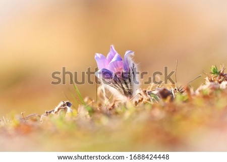 Blooming small flower bud of a pasque flower in a meadow. Pulsatilla is blooming in the morning. Symbol spring.