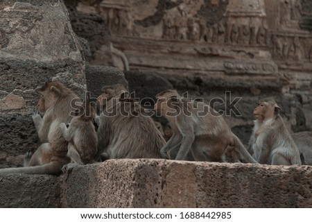 Monkeys at the Lopburi temple, Thailand