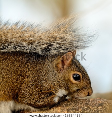 Closeup Of A Squirrel On A Tree Branch