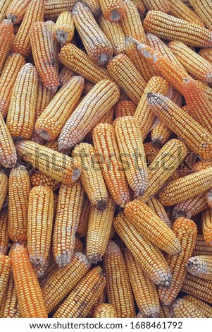 Yellow corns after harvesting.  Soft focus image.  For background.  Space for text. 