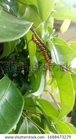 caterpillar on a green banyan leaf