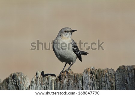 Northern Mockingbird (Mimus polyglottos) perched on Fence