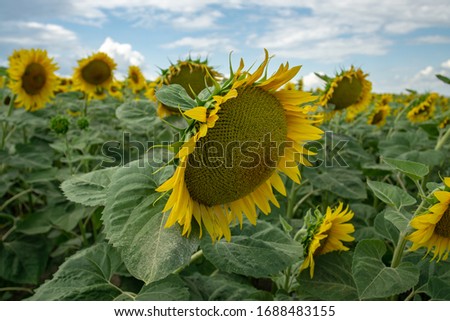 Big beautiful sunflowers outdoors. Sunflower field. Golden background.