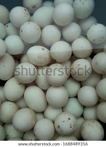 Close up duck eggs in water background