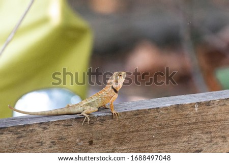 Garden Fence Lizard, Eastern garden lizard, bloodsucker or changeable lizard (Calotes versicolor in Latin). Beautiful bright reptile with very expressive eyes and a comb like the Dragon
