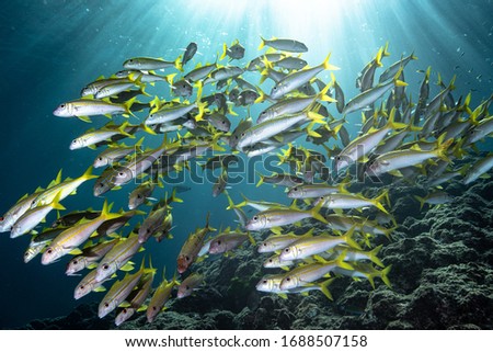 Shoal of Yellow and White Fish