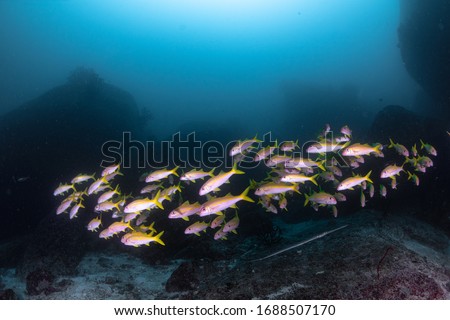 Shoal of Yellow and White Fish