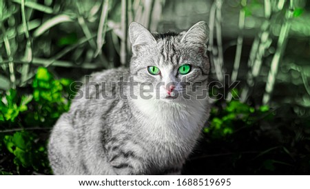  cat with green eyes in the garden. Bright and clear animal in a green glow .