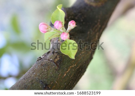 A small flower bud on a tree branch