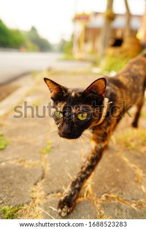 Mixed-breed cat lying against the road in Chiang Rai Thailand