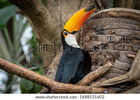 Exotic toucan sitting on a branch looking upwards