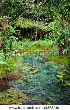 Small Water Pool Inside Redwoods Forest In Whakarewarewa In New Zealand