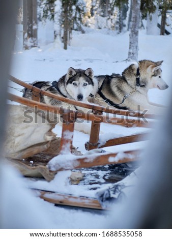 Husky dogs in the background with a sleigh, Lapland, Finland
