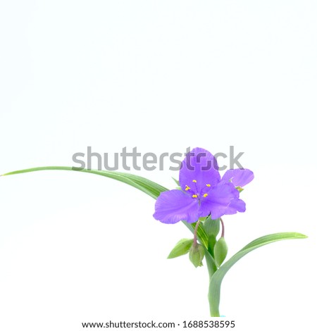 Purple flower bloom close up on white background