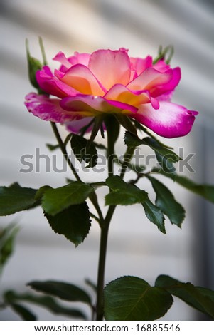 Pink and yellow rose, side