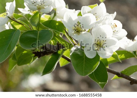 Close up of blossom pear branch, floral branch