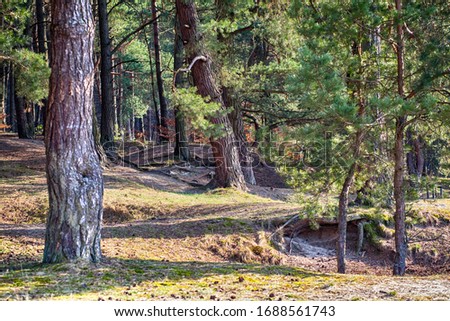 Sunny clearing in the forest on a summer day with shadows from the pine trees. Pine wood trees in a forest. Nature park in Europe.