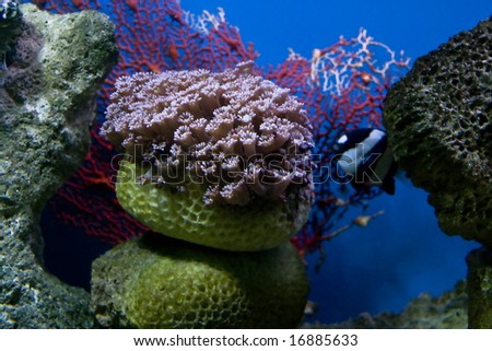 Beautiful coral in a sea aquarium
