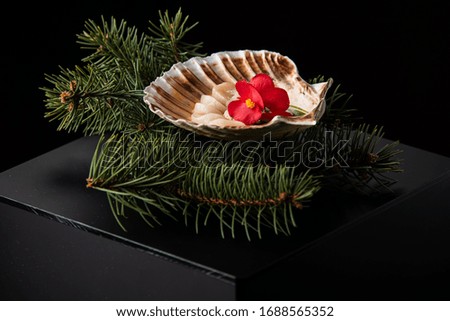 delicious scallop in a shell on a black background