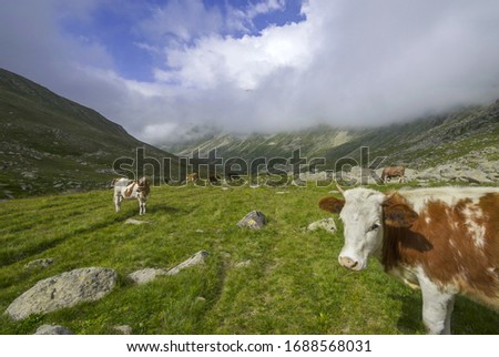 Cows grazing in the meadow. Kackar Mountains, Rize / Turkey.