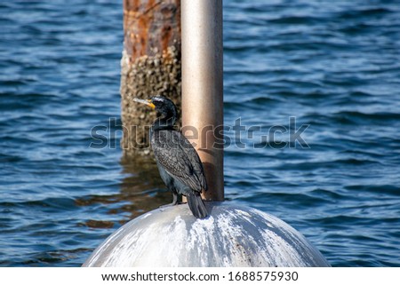 A picture of a double-crested cormorant perching on the buoy.  Vancouver BC Canada
