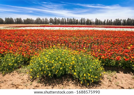  Israel. Beautiful sunny spring day. Spring walk in southern. Kibbutz field of flowering colorful buttercups. Ecological, botanical and photo tourism concept