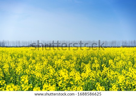 Blue sky sunshine farm yellow rape flower