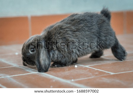 Portrait of an adorable gray baby bunny or rabbit on domestic background.