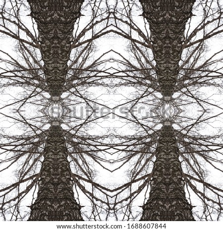Twisted branches of birth are making  surreal symmetry pattern in monochrome colour. This picture looks like abstract  lighthouses.