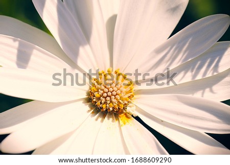 Daisy flower in macro with yellow polen