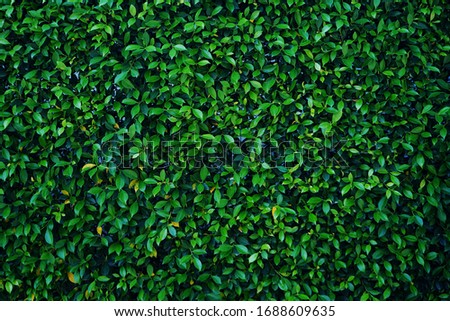  Green Leaves background. nature green leaf wall texture of the tropical forest plant,on black background.                                