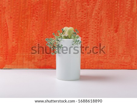 Succulents on red background，Lithops N. E. Br.